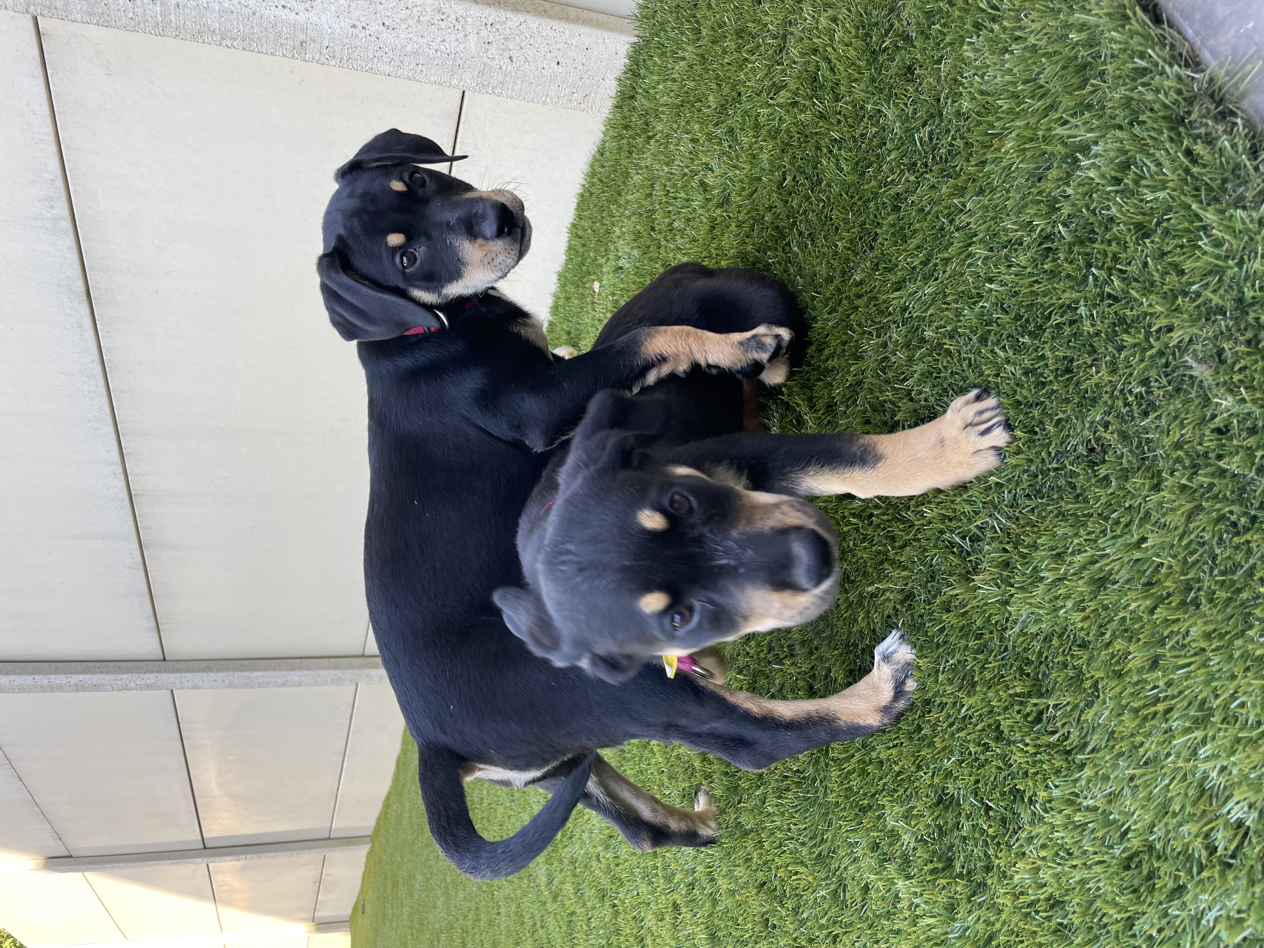 Chiots en socialisation