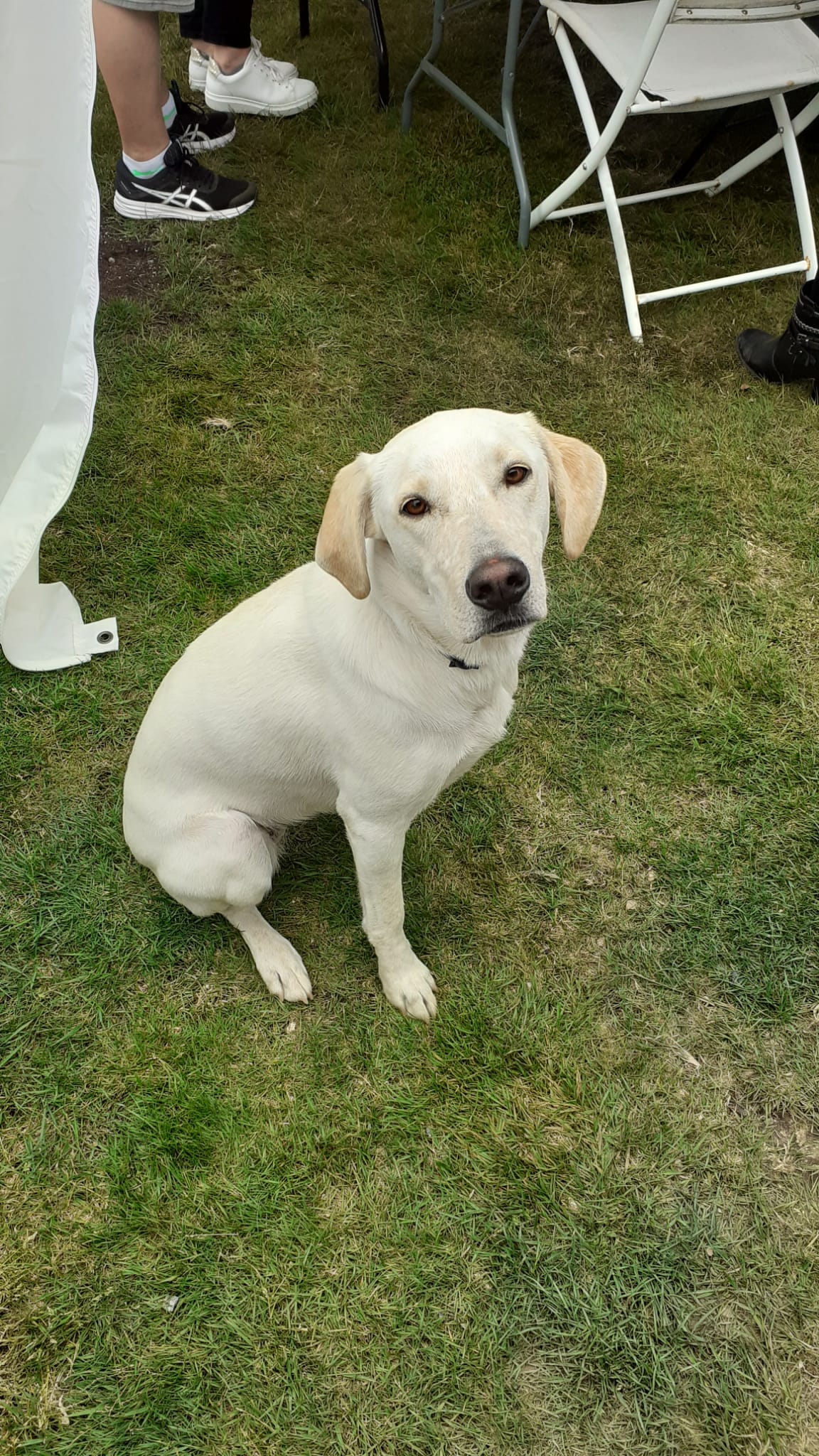 Chien adulte au calme
